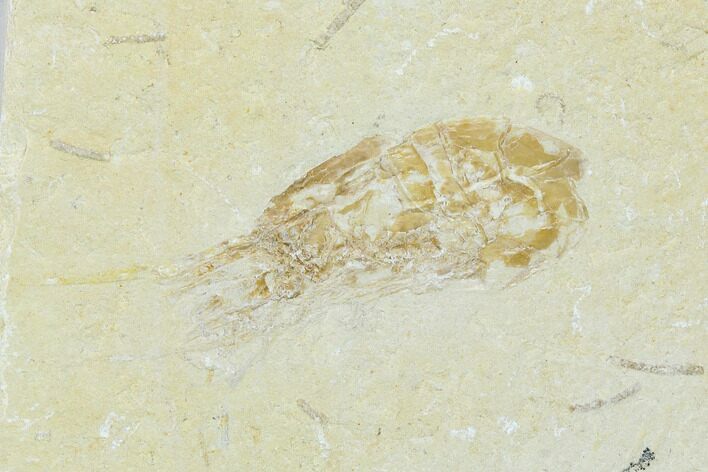 Two Cretaceous Fossil Shrimp - Lebanon #123890